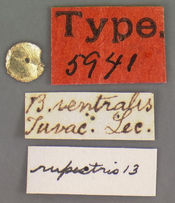 Media type: image;   Entomology 5941 Aspect: labels
